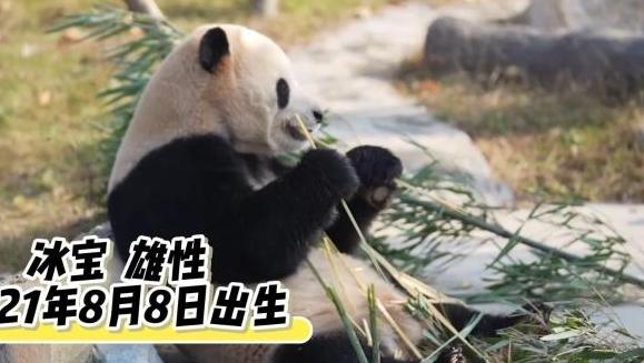 中国大熊猫保护研究中心绵阳基地今日起试运营