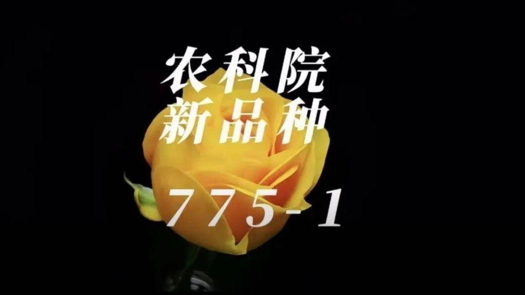 云南省农科院再度为黄色月季征名，网友提议叫“文秀月季”纪念黄文秀