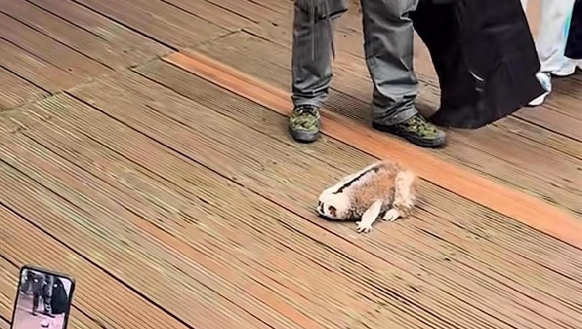 游客拍照时摇树致国家一级保护动物懒猴坠落，景区：有专人处理，目前懒猴状况正常