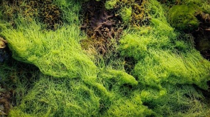 藻类不光养鱼还“固碳”?研究解码海洋碳库“隐藏管理者”丨大城名园 万物和谐