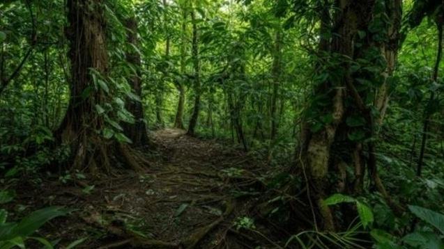 20年实验证明热带森林土壤响应氮沉降存在“上下两层天”丨大城名园 万物和谐