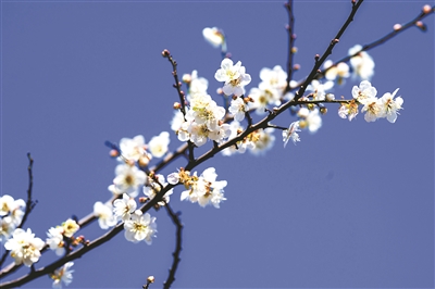 冬日正是赏梅看花时 广州日报大洋网