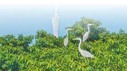 广州海珠国家湿地公园列入国际重要湿地名录