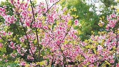 花城广州揭开“赏樱”序幕