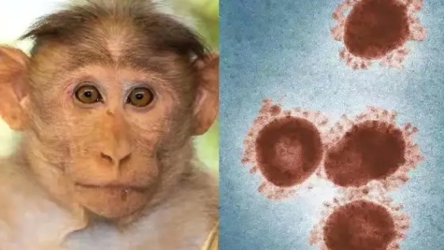 世卫组织发布预警：更多国家可能将发现猴痘病例