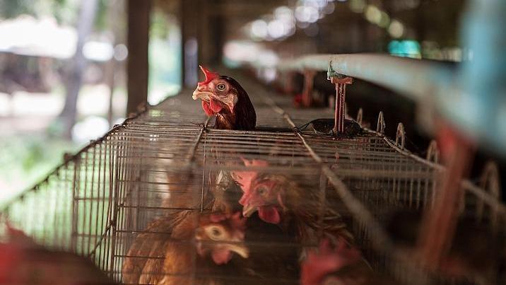 世卫组织：柬埔寨出现人感染H5N1禽流感死亡病例