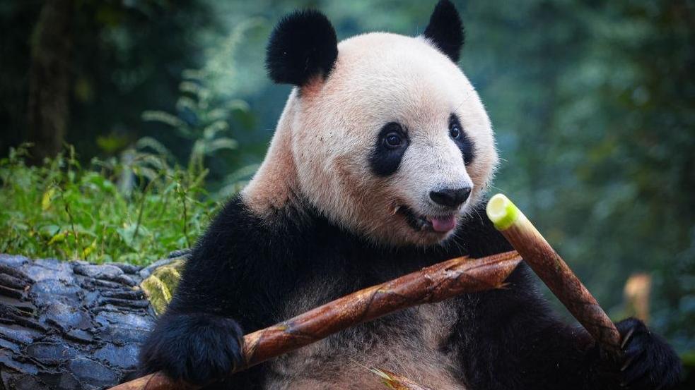 “我的心留在了四川”——大熊猫“香香”日本亲友团回忆赴中国探亲之旅