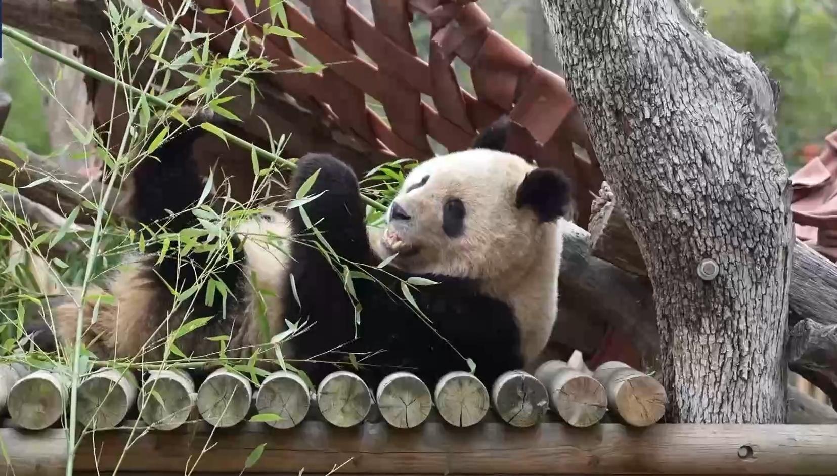 西班牙园方为5只大熊猫举办欢送仪式，一对新的大熊猫将落户马德里