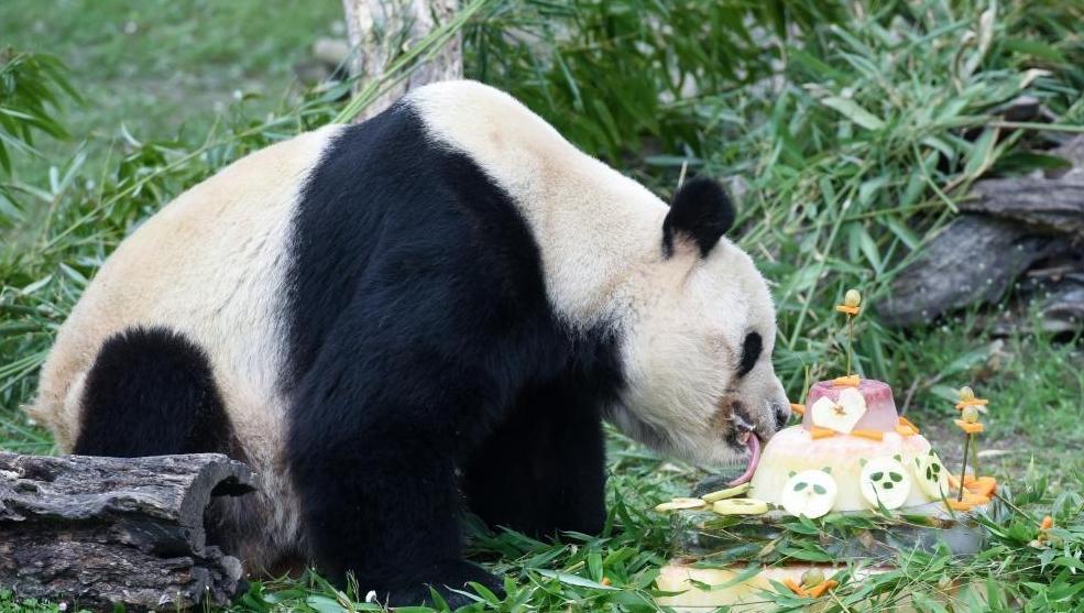 马德里动物园欢送大熊猫“冰星”和“花嘴巴”一家