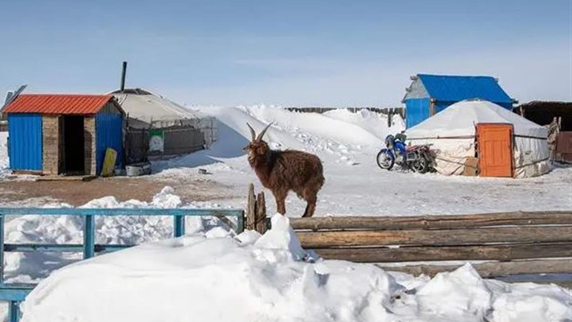 蒙古国遭受极端寒冷和大雪侵袭，超200万头牲畜被冻死