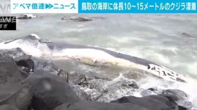 日本海岸漂浮大型鲸鱼尸体，尸体表面已经开始腐烂变色
