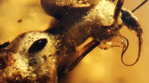 以色列在琥珀中发现9900万年前罕见昆虫
