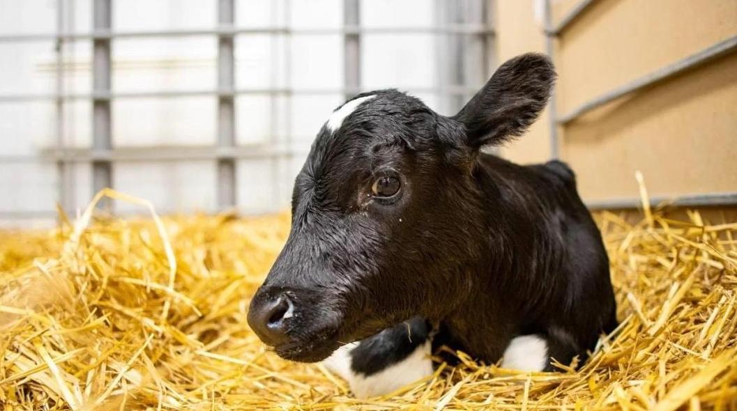 俄罗斯成功培育两头克隆牛