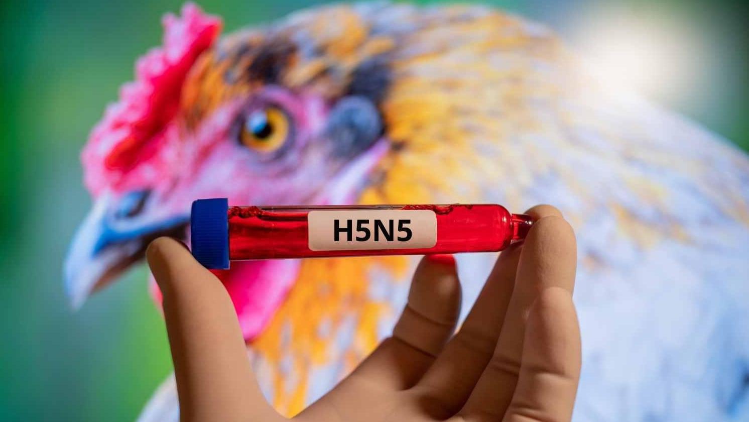 美国报告H5N5型禽流感致人死亡病例