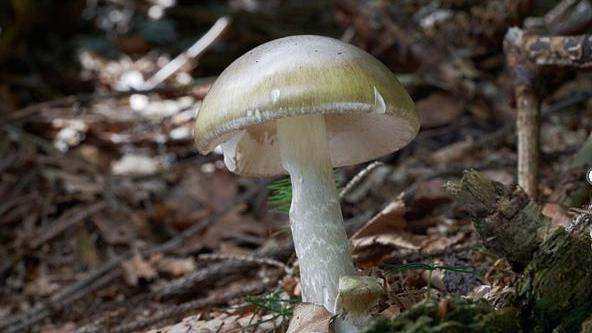 野生的蘑菇不要采 美国加州频发误食毒蘑菇事件