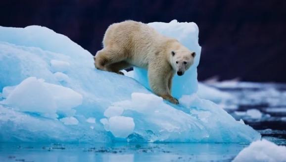 北极地表气温创125年最高值，北极熊发生基因突变