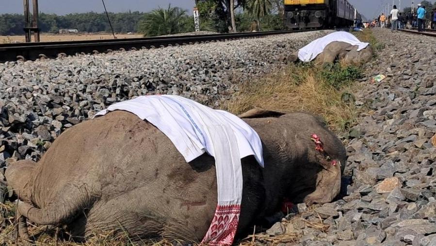 印度一列车撞上象群脱轨 8头野象死伤