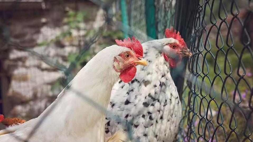 日本京都府一农场确认高致病性禽流感疫情