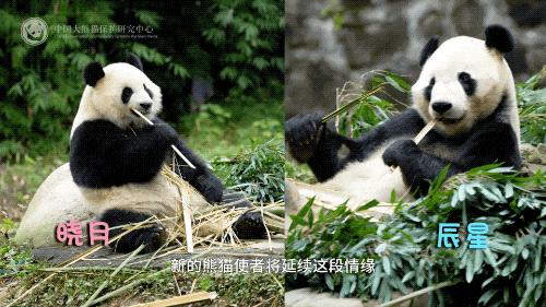 马来西亚为大熊猫“辰星”“晓月”举行正式欢迎仪式