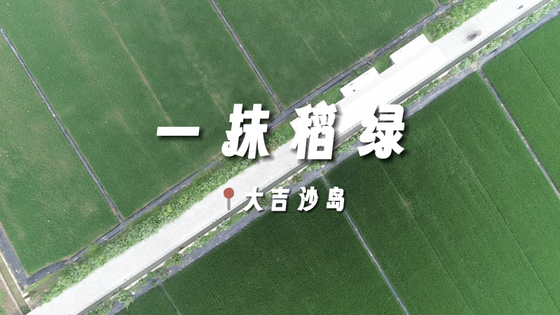 【我的美丽家乡】大吉沙岛水稻田，如果风有形状，那一定是风吹稻浪！