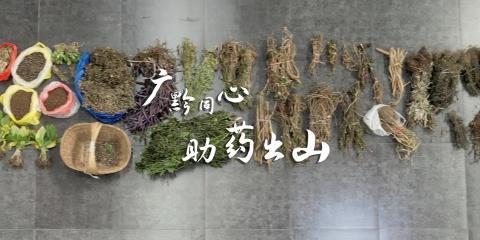 【走万水千山 看共同富裕】广黔同心，助药出山
