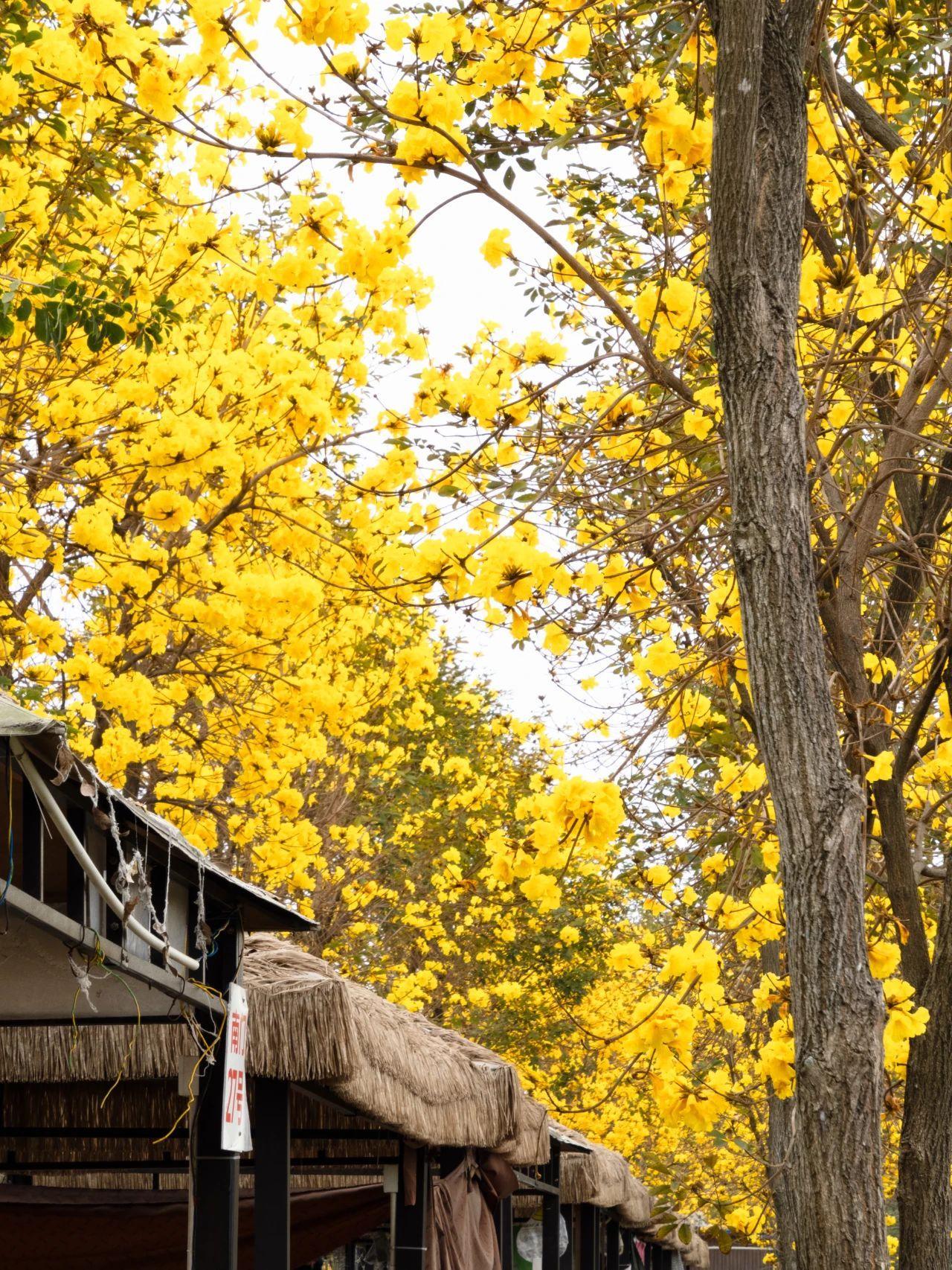 广州这里的黄风铃抢先开满啦像个童话世界