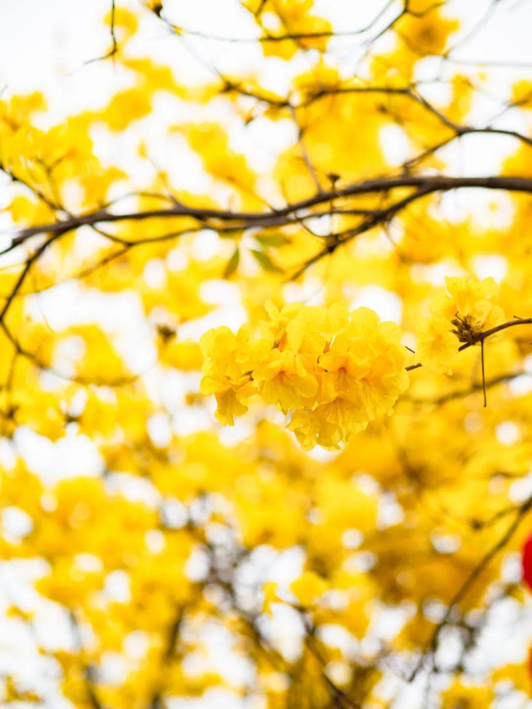 广州这里的黄风铃抢先开满啦像个童话世界