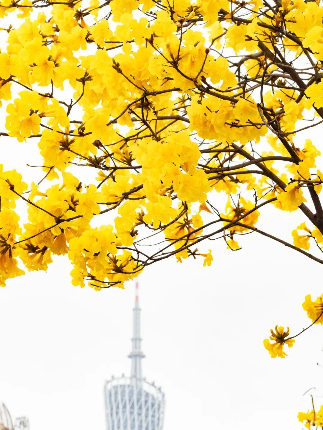 在磨碟沙路,你可以拍到风铃花与广州塔"同框"的画面.