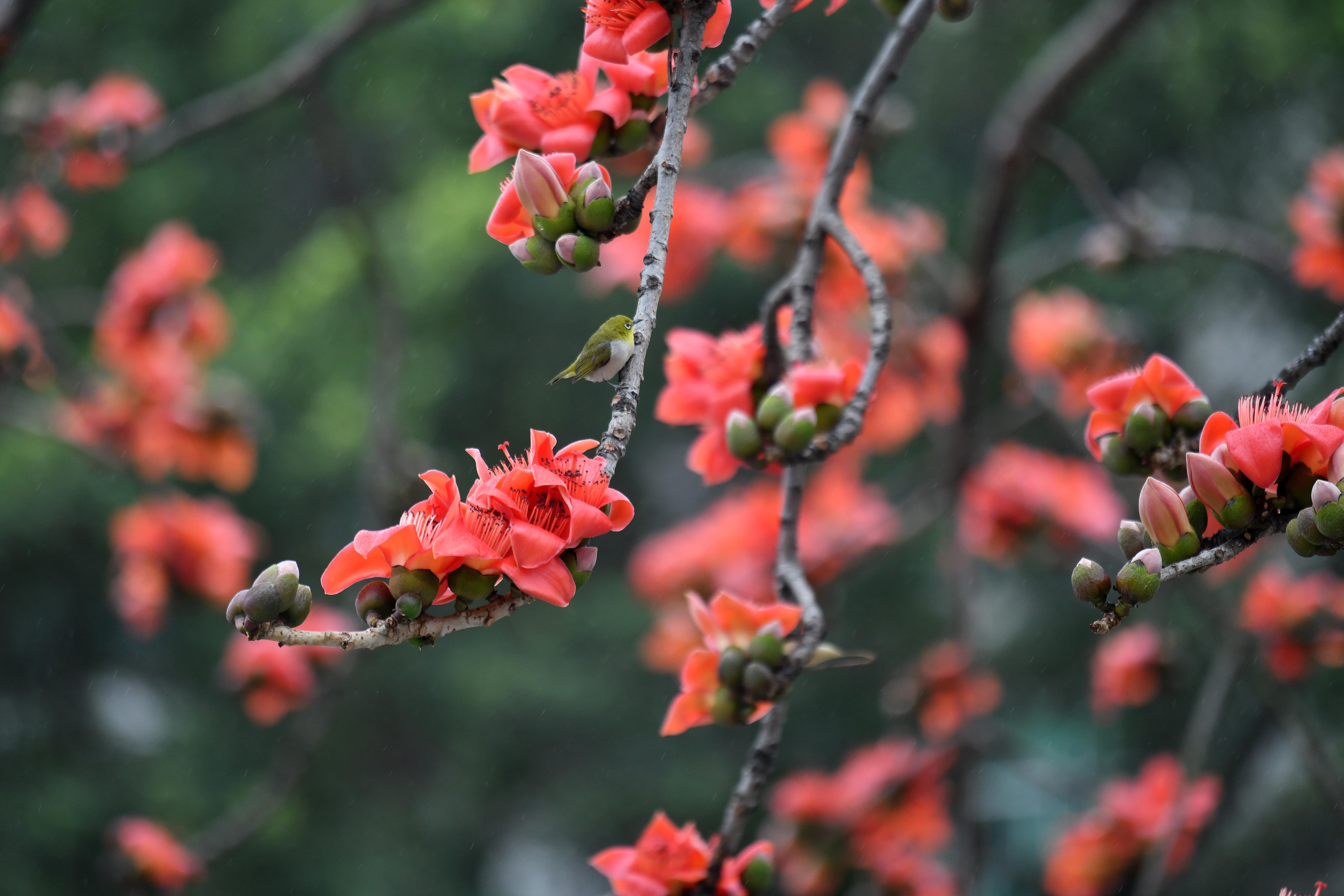 杨耀烨-YYY_3445-NEP1_20240229_C00411612227