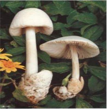 勿采勿买勿食野生蘑菇广州食药安办最新提醒