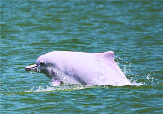 杨耀烨-珠江口中华白海豚国家级自然保护区将扩容-FZ102811863824