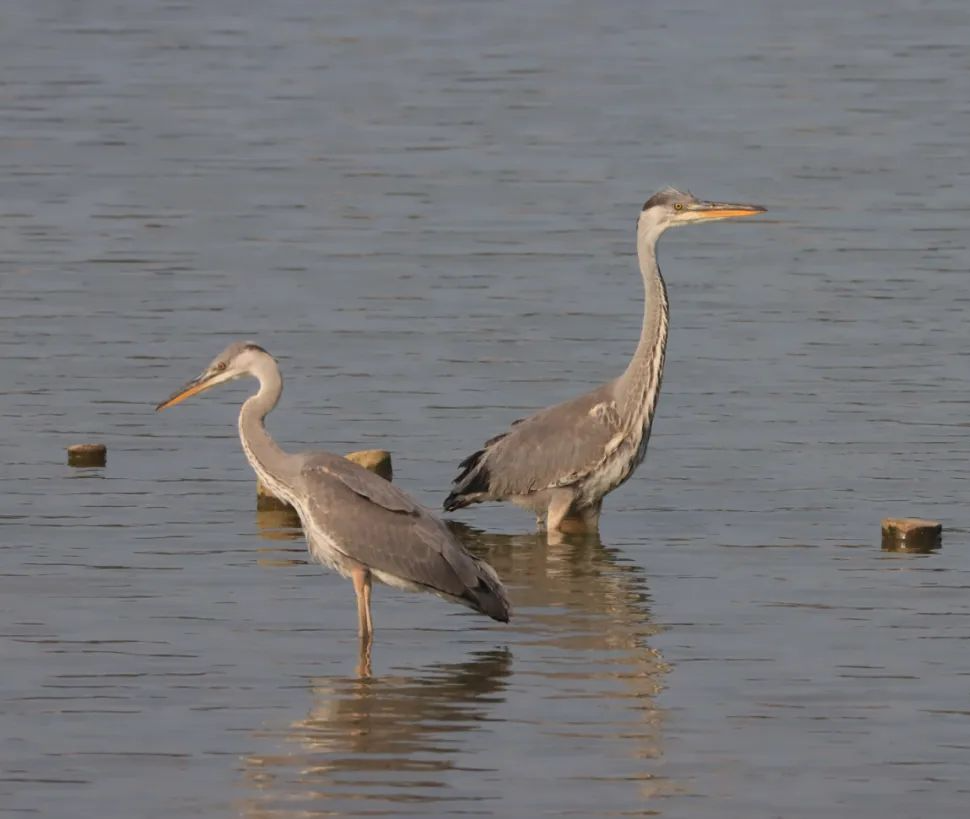 38660f7545548dff4c6c0070bc5bf137.png 38660f7545548dff4c6c0070bc5bf137.png