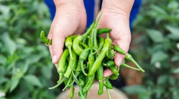 Ⅴ.1 (网络图片)樟树港辣椒