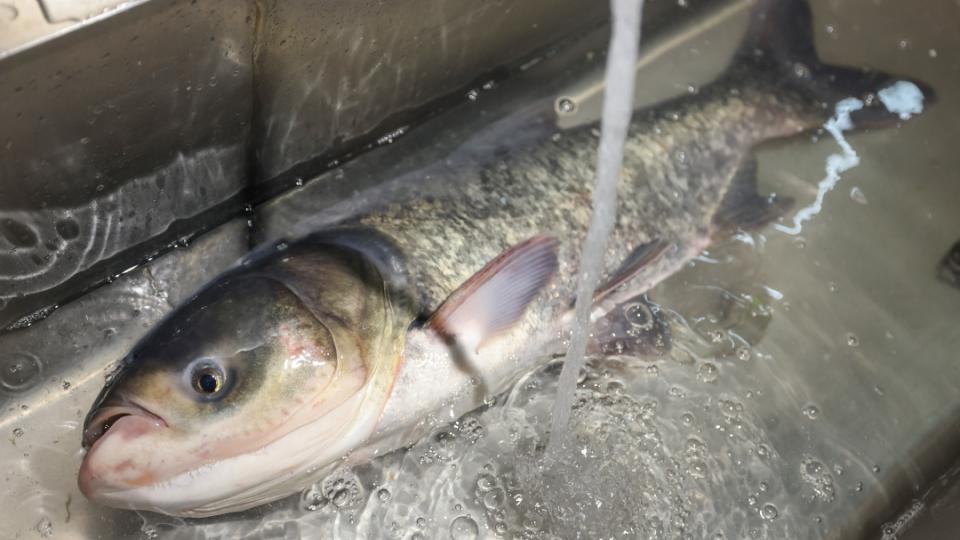 吉林松原查干湖千里送鱼为十五运会增光添“菜”