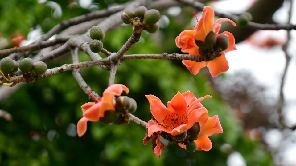 3月的广州被木棉花刷屏了，推荐这10个绝美打卡地