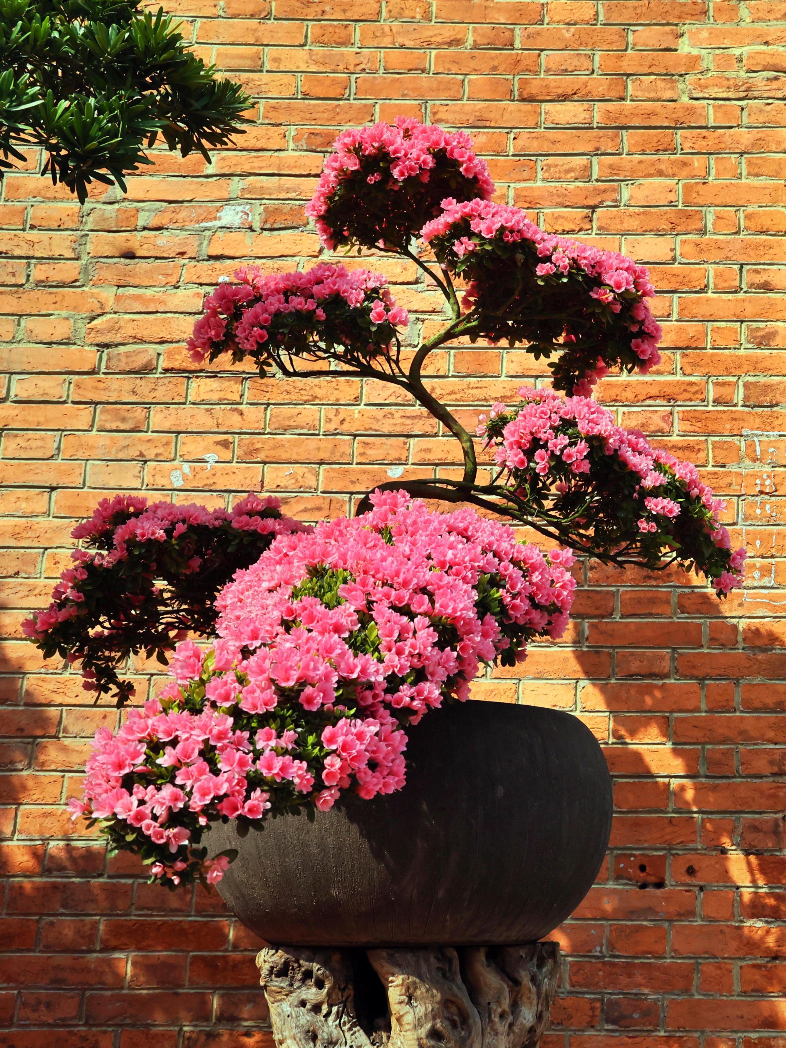 春节 主景观大植物