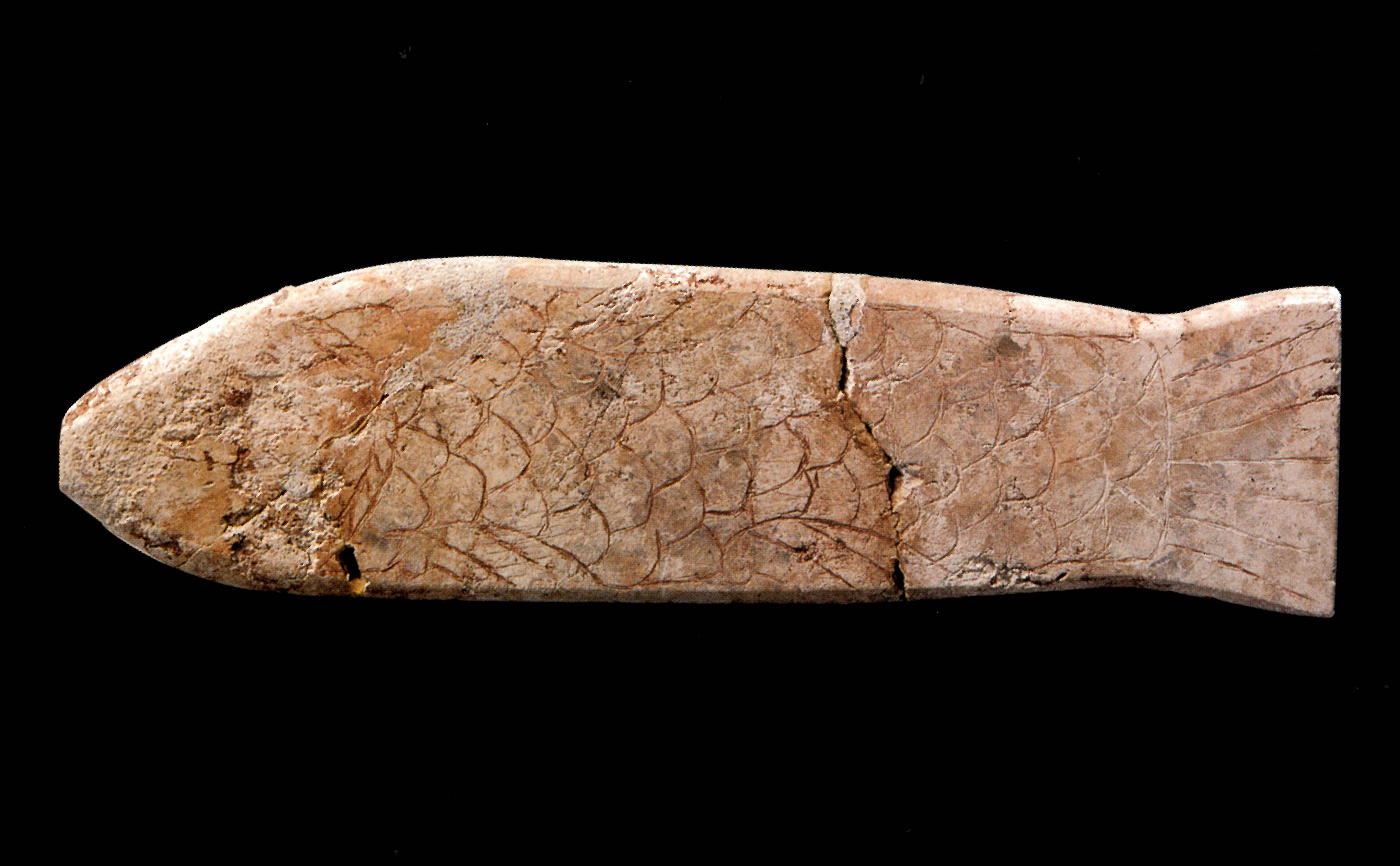 西汉南越国时期,鱼形玉握,1955年华侨新村玉子岗29号墓(M1149)出土。