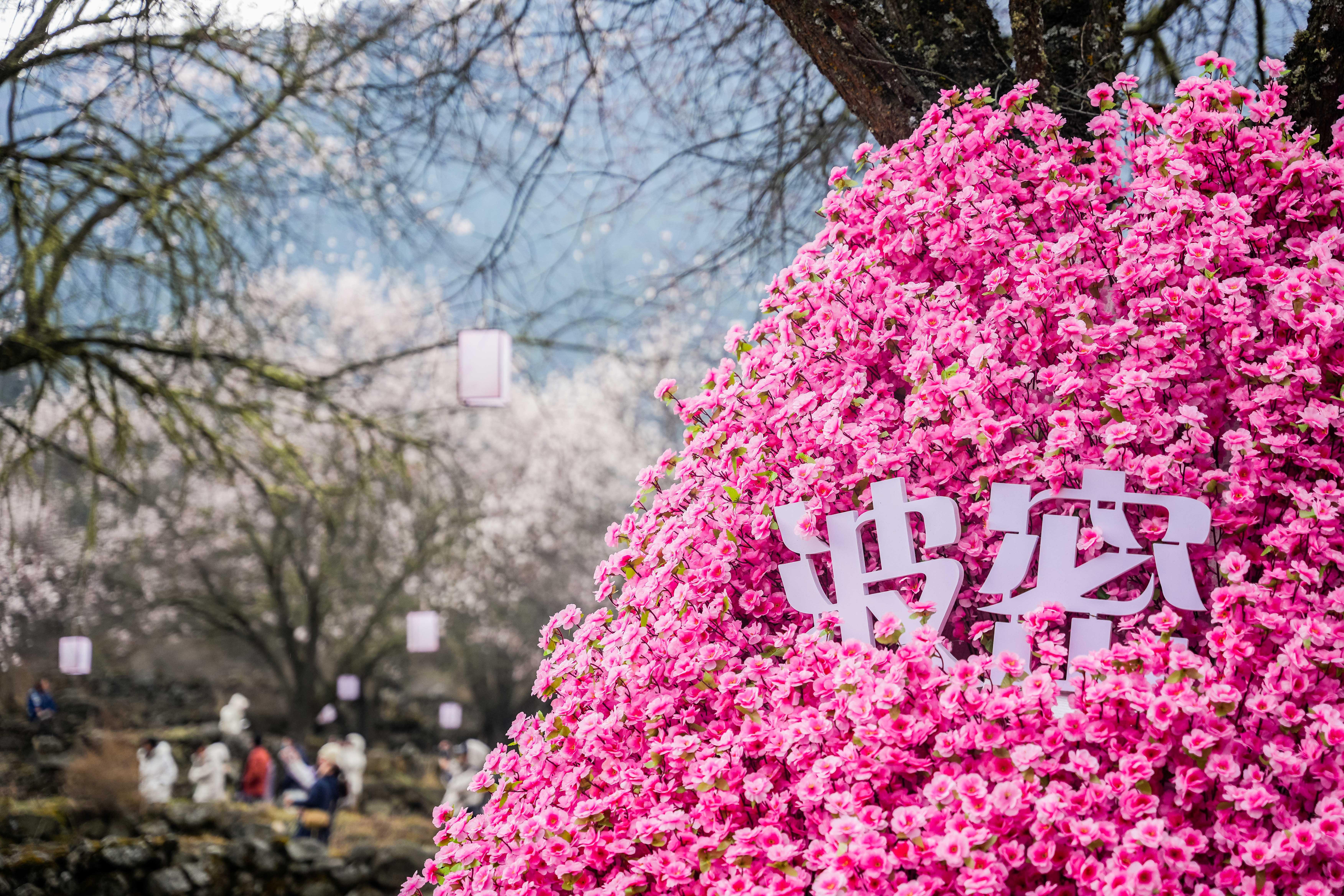 DSC07817-opq3551409120