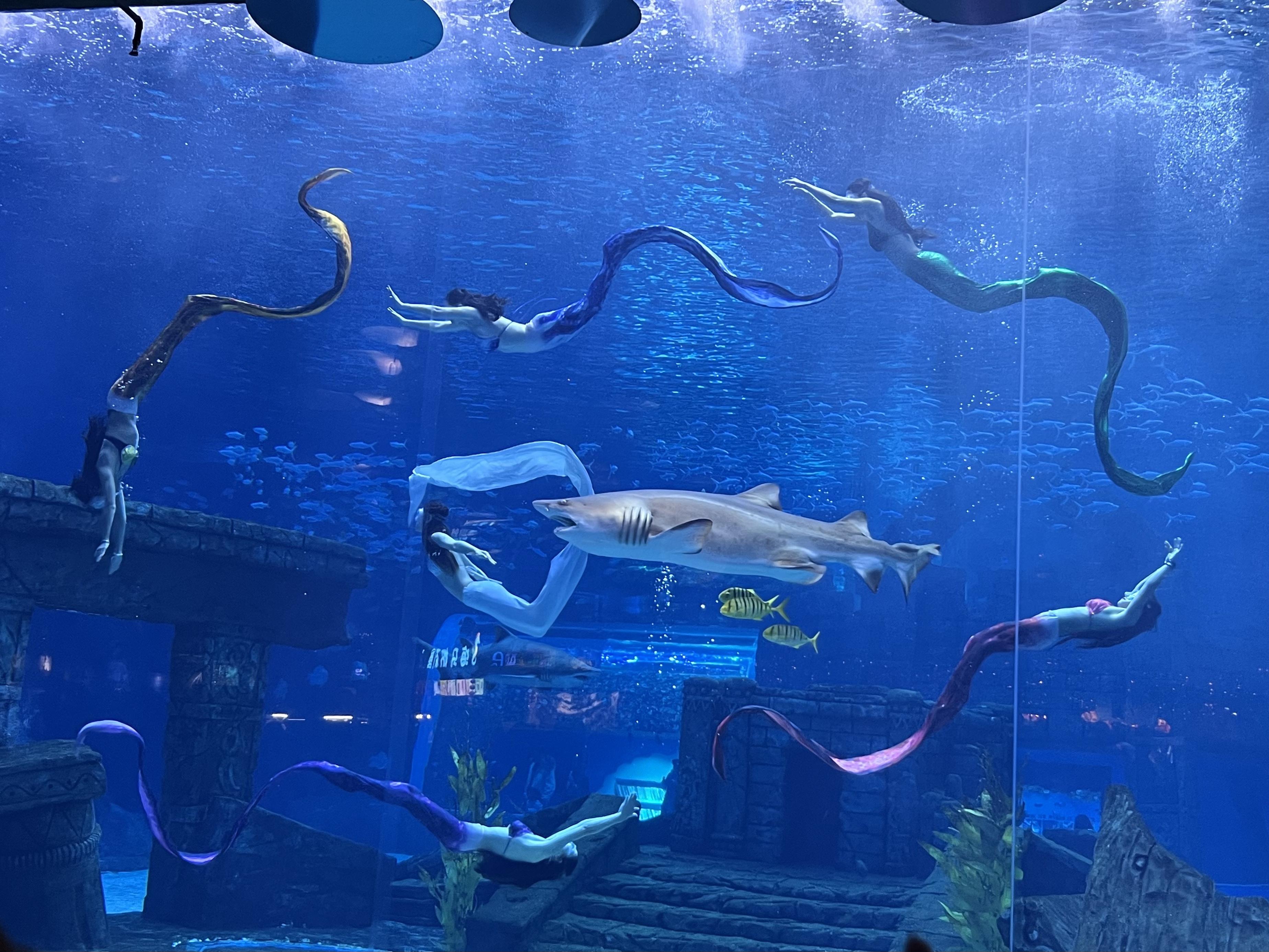 美人鱼和海洋同事们共处