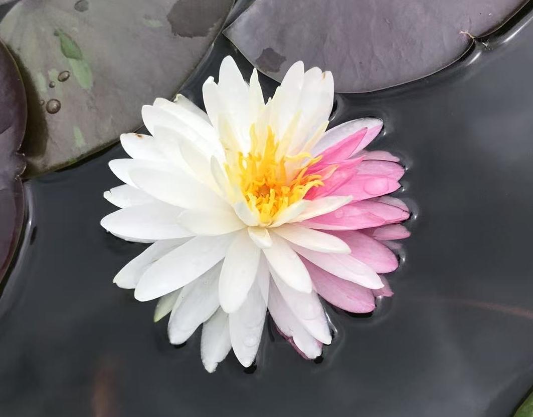 171b30336ec348e9b4bef3e8f043819a.jpg 171b30336ec348e9b4bef3e8f043819a.jpg