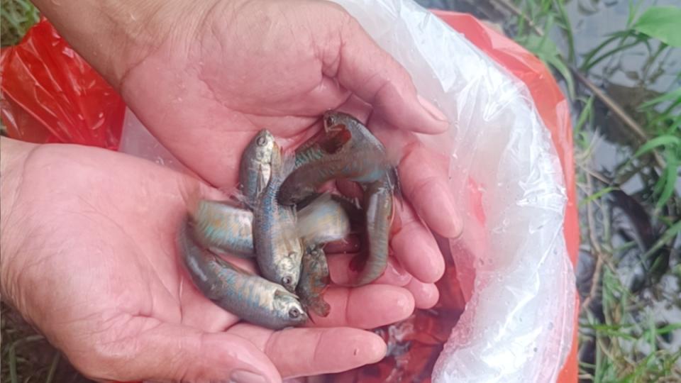 “灭蚊鱼”出动，无人机识别卫生隐患！广东多地出招应对基孔肯雅热