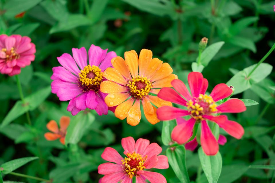 广州秋日“花”样上新！超6000㎡百日草盛放如画