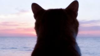 宠爱联萌 | 这片海刷屏了，免费拍出人生大片