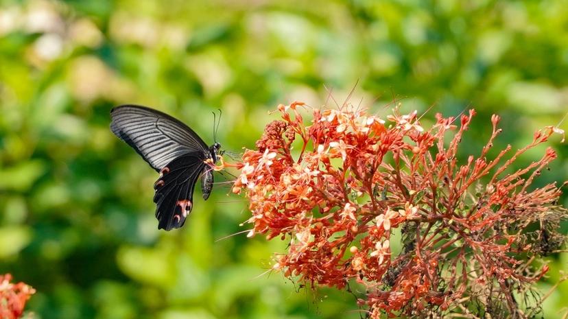 明珠湾有片“蝶趣园”：看得见橙黑金斑蝶，藏得住城市生态暖意