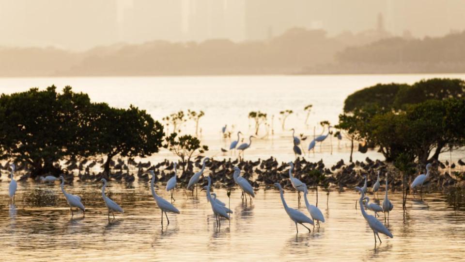 琵鹭归来，十年同行！第八届深圳福田区琵鹭节暨福田红树林生态公园十周年活动举行！
