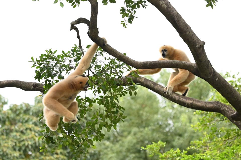 深圳野生动物园里的“运动健将”