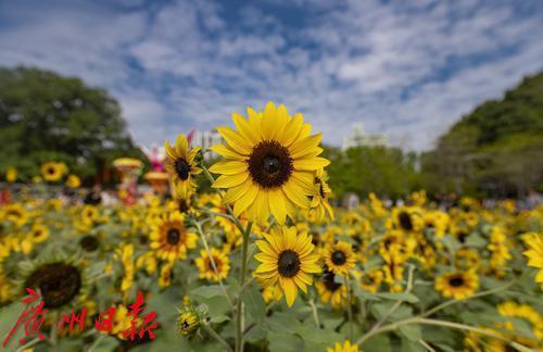 天气|“秋日小太阳”晴日绽放
