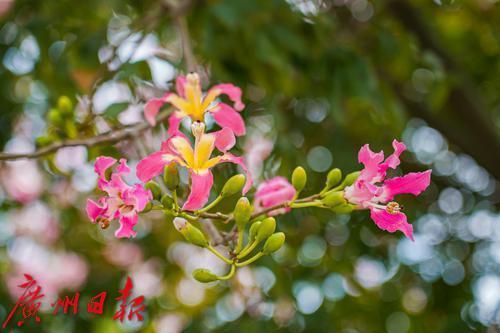 在秋日的广州，看遍粉紫色的浪漫