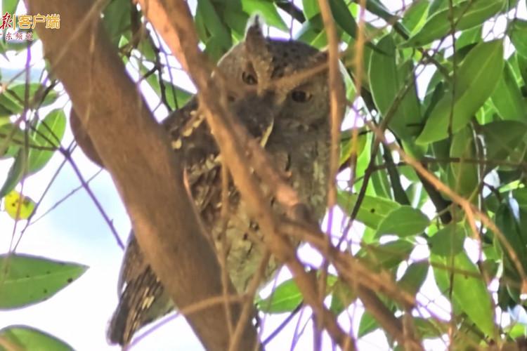 国家二级保护动物红角鸮现身广州珠江公园