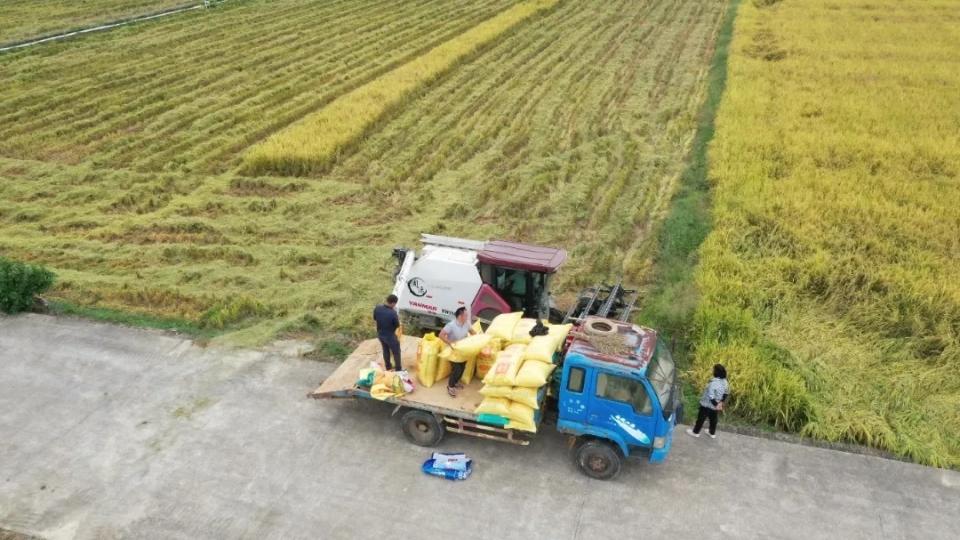 科技赋能“米袋子” ！增城晚稻迎丰收